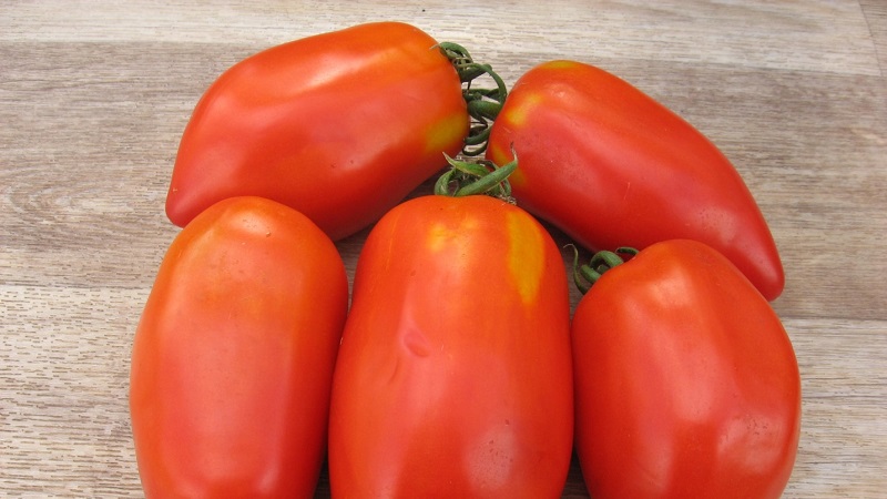 Probieren Sie diese ungewöhnliche Sorte, die Sie nicht gleichgültig lässt - Tomato Pepper-förmig robust