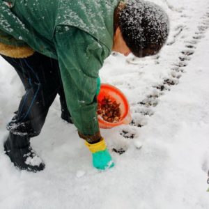 Schritt-für-Schritt-Anleitung zum Pflanzen von Knoblauchknollen für den Winter: Grundregeln und Geheimnisse erfahrener Gärtner