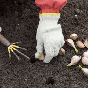 Schritt-für-Schritt-Anleitung zum Pflanzen von Knoblauchknollen für den Winter: Grundregeln und Geheimnisse erfahrener Gärtner