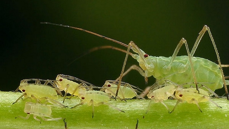 Eine duftende Basilikum-Basilisk-Sorte für Gurken und frische Salate