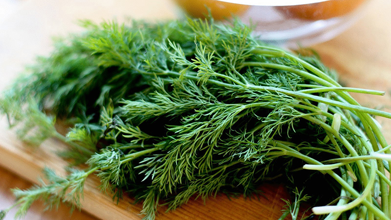 Vorbeugung und Behandlung von Katarakten mit Dill: Rezepte, Gebrauchsanweisung und Übersichten