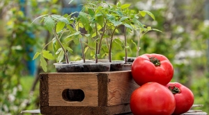 Süße, fleischige und unprätentiöse Tomate Sensei - eine Beschreibung der landwirtschaftlichen Techniken und Ratschläge von erfahrenen Sommerbewohnern