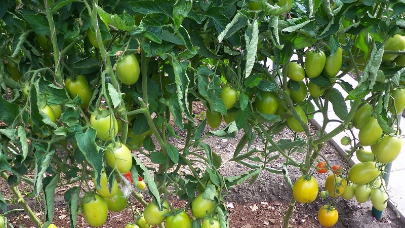 Die von japanischen Züchtern entwickelte diabolische Tomate: Was ist gut und warum haben einheimische Landwirte sie geliebt?