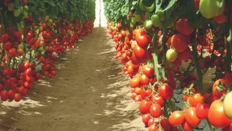 Die von japanischen Züchtern entwickelte diabolische Tomate: Was ist gut und warum haben einheimische Landwirte sie geliebt?