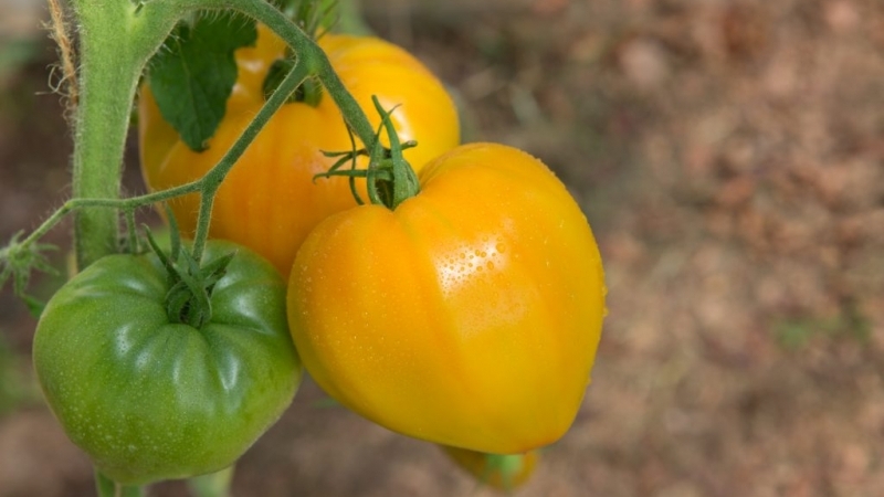 Rekordhalter für den Nährstoffgehalt ist die Orange Heart Tomate