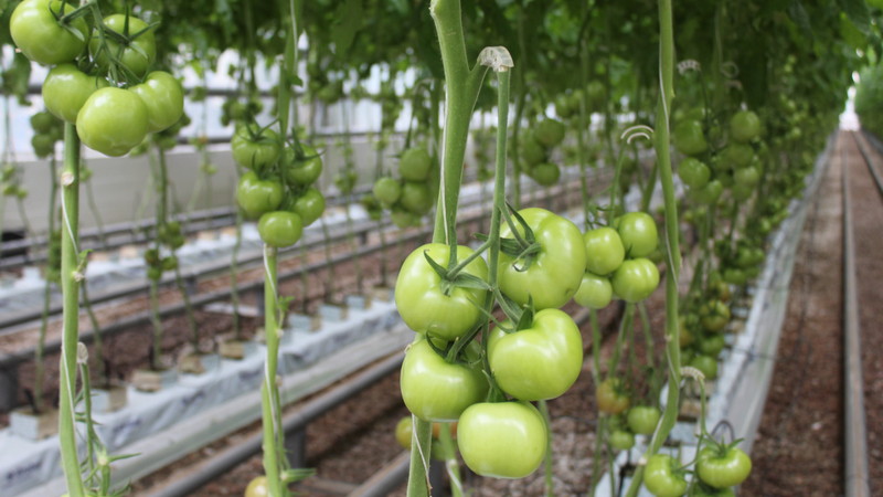 Wir lösen Probleme mit der Tomatenernte: Was tun, wenn die Tomaten im Gewächshaus nicht rot werden?