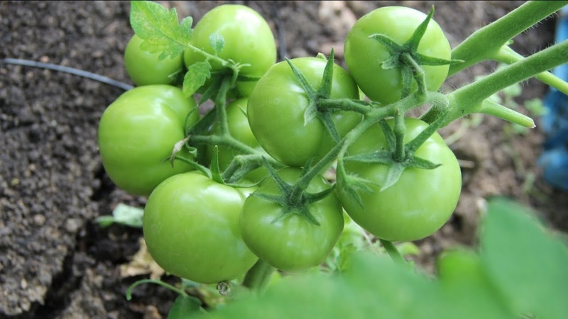 Wir lösen Probleme mit der Tomatenernte: Was tun, wenn die Tomaten im Gewächshaus nicht rot werden?