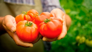 Süße, fleischige und unprätentiöse Tomate Sensei - eine Beschreibung der landwirtschaftlichen Techniken und Ratschläge von erfahrenen Sommerbewohnern