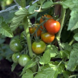 Geheimnisse kompetenter Tomatenpflege: Wie man Tomaten in einem Gewächshaus mit Hefe füttert und was sie geben