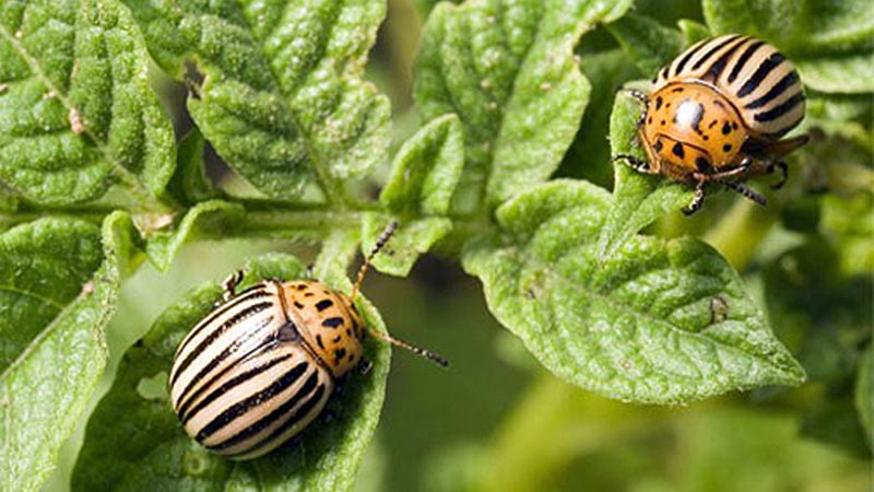 Geheimnisse erfahrener Gärtner: Was nach Knoblauch im nächsten Jahr zu pflanzen ist und welche Pflanzen vermieden werden sollten