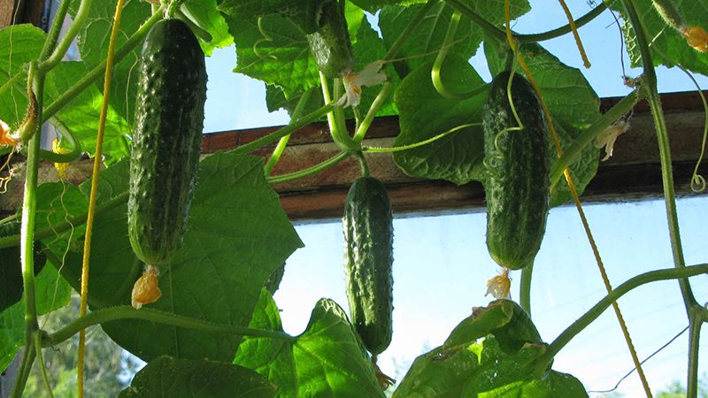 Geheimnisse erfahrener Gärtner: Was nach Knoblauch im nächsten Jahr zu pflanzen ist und welche Pflanzen vermieden werden sollten