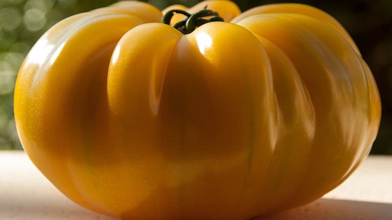 Lemon Giant Sorte - eine Tomate mit außergewöhnlichem Geschmack, leuchtender Farbe und unglaublich großen saftigen Früchten