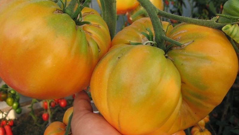 Lemon Giant Sorte - eine Tomate mit außergewöhnlichem Geschmack, leuchtender Farbe und unglaublich großen saftigen Früchten