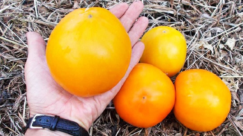 Lemon Giant Sorte - eine Tomate mit außergewöhnlichem Geschmack, leuchtender Farbe und unglaublich großen saftigen Früchten