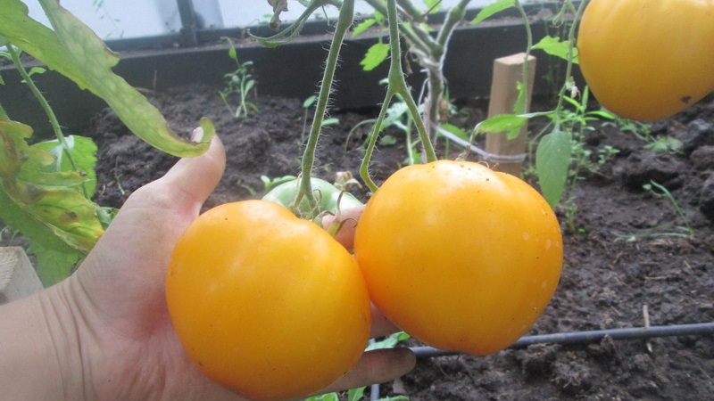 Lemon Giant Sorte - eine Tomate mit außergewöhnlichem Geschmack, leuchtender Farbe und unglaublich großen saftigen Früchten