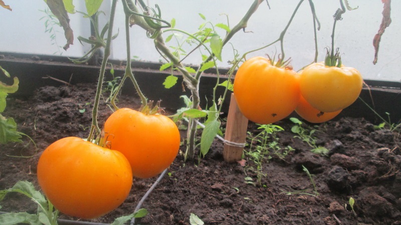 Lemon Giant Sorte - eine Tomate mit außergewöhnlichem Geschmack, leuchtender Farbe und unglaublich großen saftigen Früchten