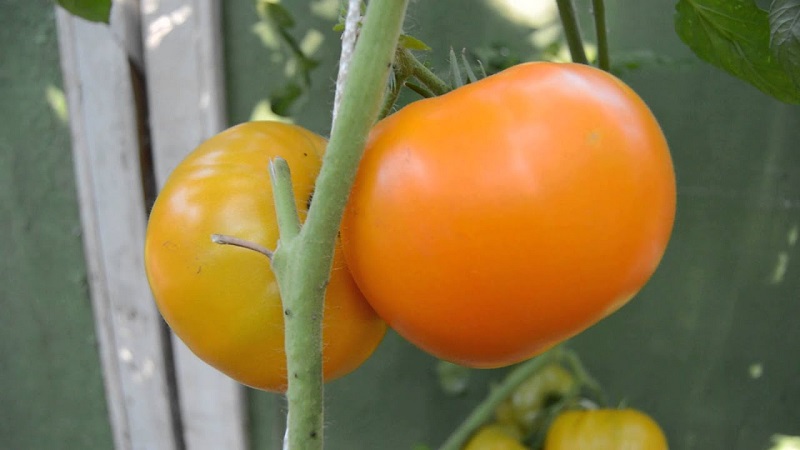 Lemon Giant Sorte - eine Tomate mit außergewöhnlichem Geschmack, leuchtender Farbe und unglaublich großen saftigen Früchten