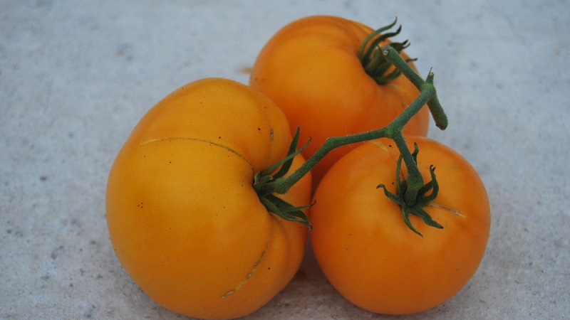 Lemon Giant Sorte - eine Tomate mit außergewöhnlichem Geschmack, leuchtender Farbe und unglaublich großen saftigen Früchten