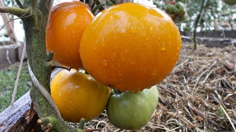 Lemon Giant Sorte - eine Tomate mit außergewöhnlichem Geschmack, leuchtender Farbe und unglaublich großen saftigen Früchten