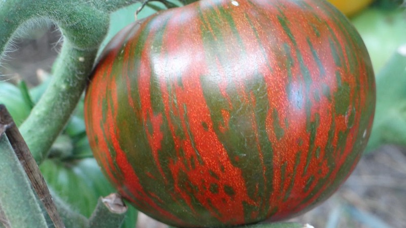 Eine Sorte mit ungewöhnlicher Farbe, einzigartigem Geschmack und appetitlichem Namen - Tomate Striped Chocolate