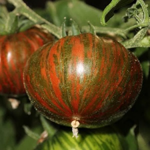 Eine Sorte mit ungewöhnlicher Farbe, einzigartigem Geschmack und appetitlichem Namen - Tomate Striped Chocolate