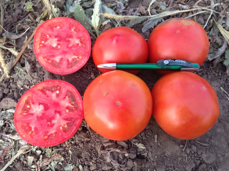 Eine der frühesten Tomatensorten - die französische Hybride Supernova F1