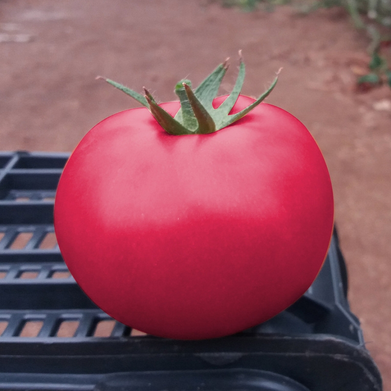 Eine der frühesten Tomatensorten - die französische Hybride Supernova F1