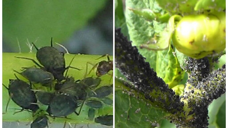 Blattläuse auf Tomaten: Wie geht man mit Blüte um und was bedeutet es, Tomaten zu verarbeiten?