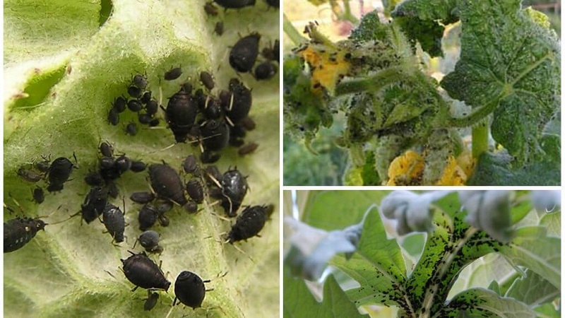 Blattläuse auf Tomaten: Wie geht man mit Blüte um und was bedeutet es, Tomaten zu verarbeiten?