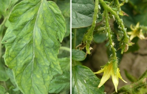 Süße, fleischige und unprätentiöse Tomate Sensei - eine Beschreibung der landwirtschaftlichen Techniken und Ratschläge von erfahrenen Sommerbewohnern