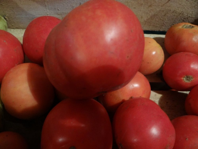 Frühreife Tomaten für Säfte, Salate und Konservierung Fatima - Eigenschaften und Beschreibung der Sorte