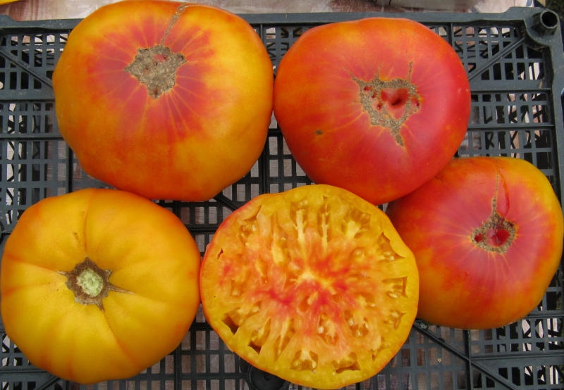 Beschreibung der Tomaten der Sorte Ananas: Merkmale ihres Anbaus auf offenem und geschlossenem Boden