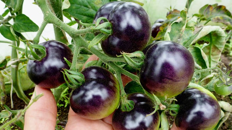 Überraschen Sie Gäste und Nachbarn mit ungewöhnlichen Tomaten - Tomate Black Bund F1