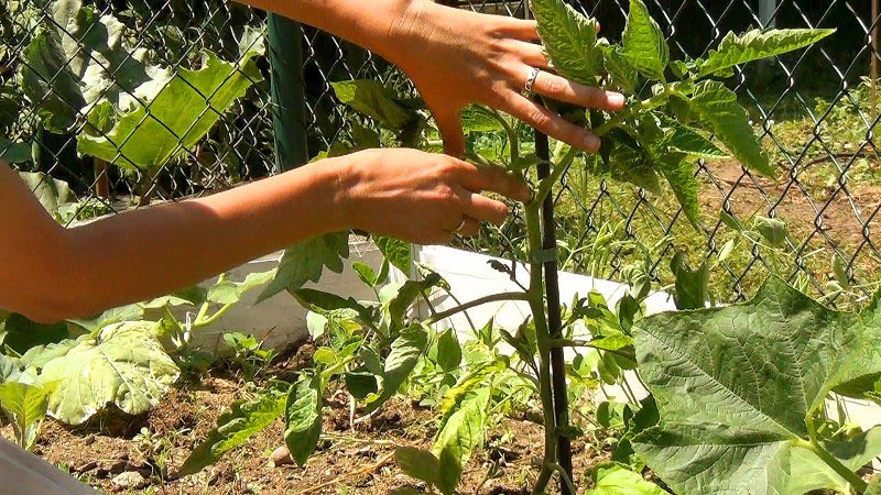 Überraschen Sie Gäste und Nachbarn mit ungewöhnlichen Tomaten - Tomate Black Bund F1