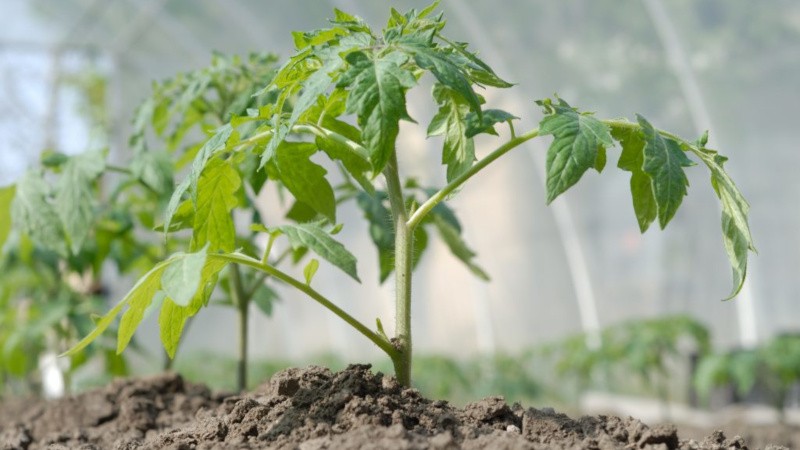 Überraschen Sie Gäste und Nachbarn mit ungewöhnlichen Tomaten - Tomate Black Bund F1