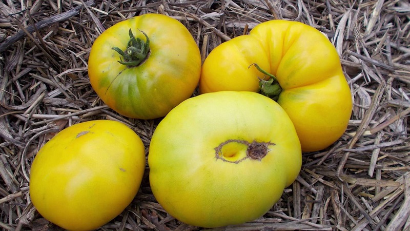 Eine erstaunliche Vielfalt an grünen Tomaten - die Sumpf-Tomate für echte Feinschmecker