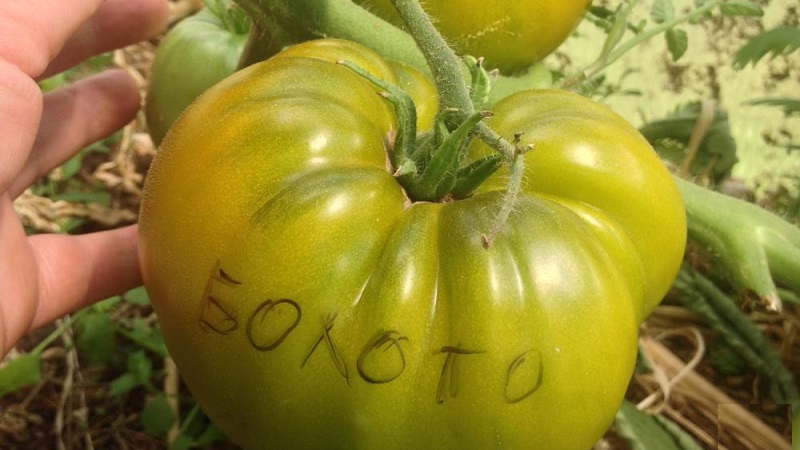 Eine erstaunliche Vielfalt an grünen Tomaten - die Sumpf-Tomate für echte Feinschmecker