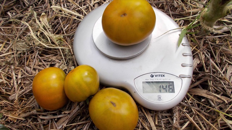 Eine erstaunliche Vielfalt an grünen Tomaten - die Sumpf-Tomate für echte Feinschmecker