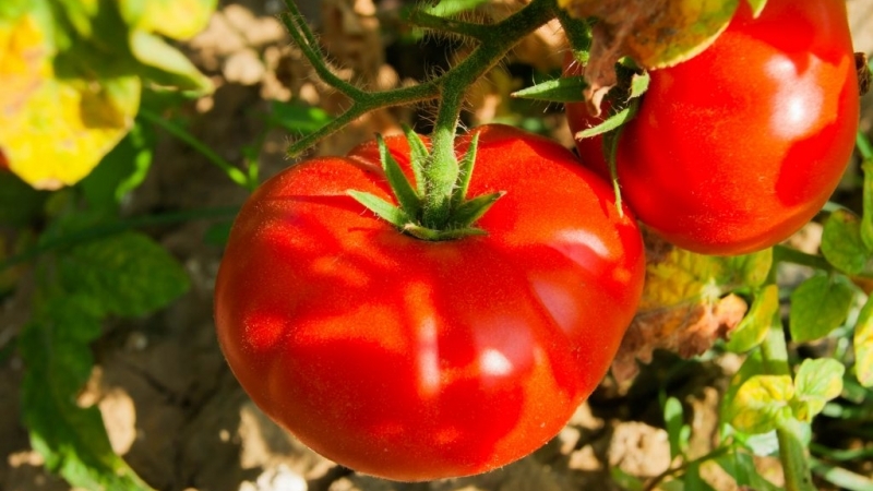 Ultrafrühe, nicht launische, untergroße und sehr schmackhafte Tomate Boney MM: Ein vollständiger Überblick über die Sorte und ihren Anbau