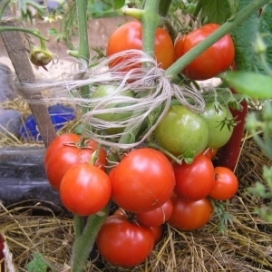 Ultrafrühe, nicht launische, untergroße und sehr schmackhafte Tomate Boney MM: Ein vollständiger Überblick über die Sorte und ihren Anbau