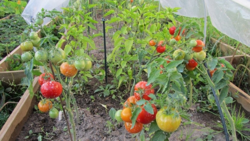 Ultrafrühe, nicht launische, untergroße und sehr schmackhafte Tomate Boney MM: Ein vollständiger Überblick über die Sorte und ihren Anbau