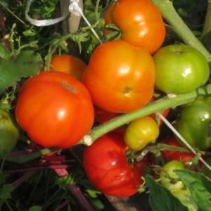 Ultrafrühe, nicht launische, untergroße und sehr schmackhafte Tomate Boney MM: Ein vollständiger Überblick über die Sorte und ihren Anbau