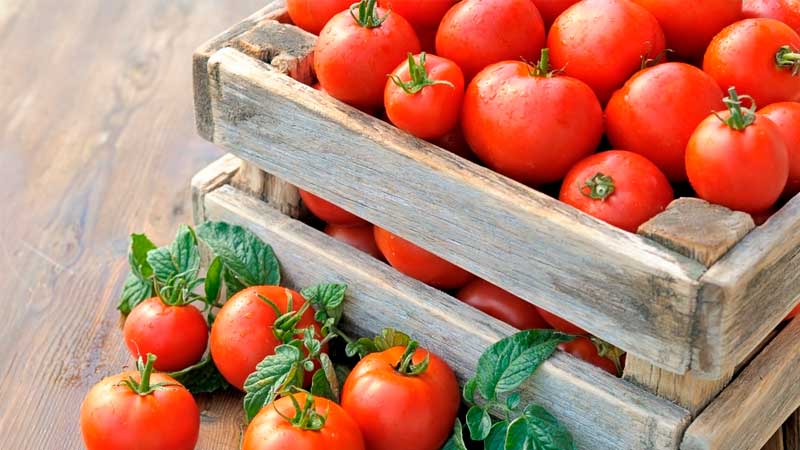 Wir werden lernen, wie man Tomaten zu Hause lagert und bis zum Winter frisches Obst genießt