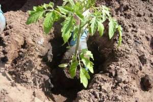 Ein Fund für Gärtner - die goldene Schwiegermutter-Tomate: Merkmale und Beschreibung der Sorte, des Anbaus und der Pflege