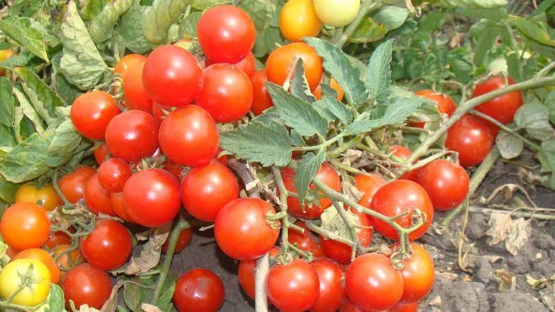 Helle Perlen an den Büschen - eine Miniatur-Pinocchio-Tomate: Wir wachsen auf der Baustelle und zu Hause auf dem Balkon