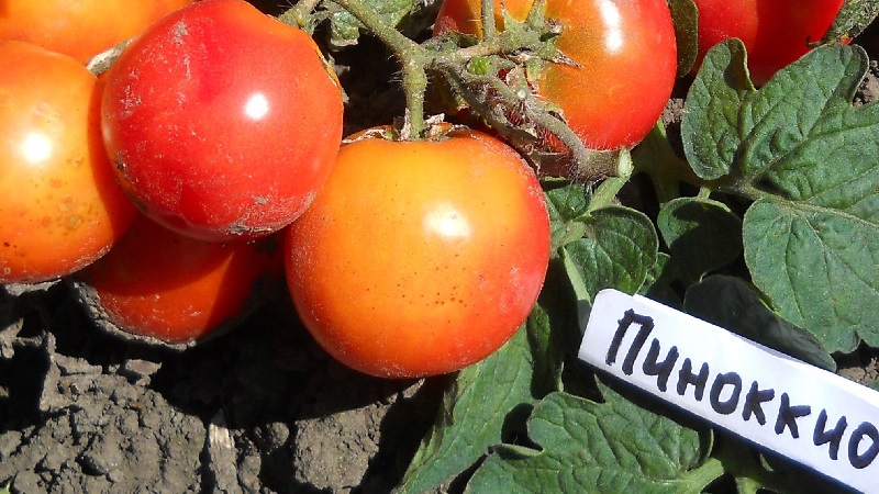 Helle Perlen an den Büschen - eine Miniatur-Pinocchio-Tomate: Wir wachsen auf der Baustelle und zu Hause auf dem Balkon