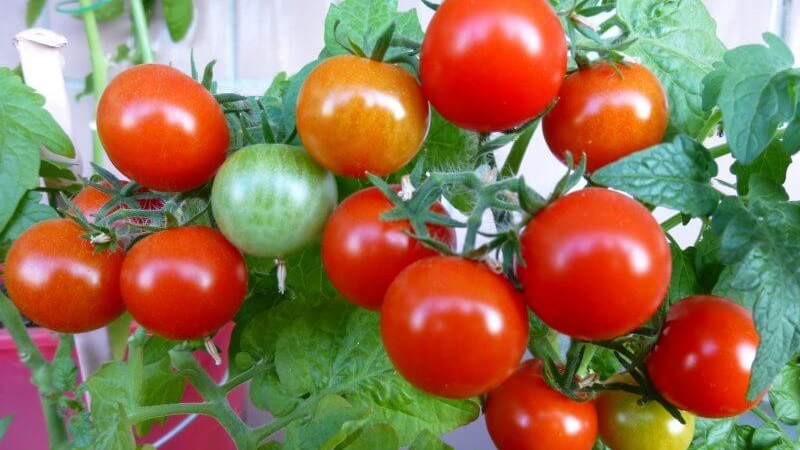 Helle Perlen an den Büschen - eine Miniatur-Pinocchio-Tomate: Wir wachsen auf der Baustelle und zu Hause auf dem Balkon