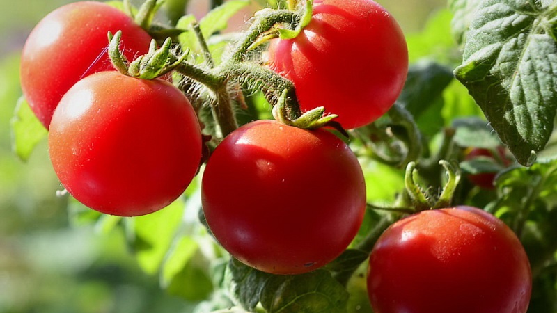 Helle Perlen an den Büschen - eine Miniatur-Pinocchio-Tomate: Wir wachsen auf der Baustelle und zu Hause auf dem Balkon