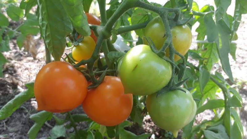 Hell, äußerst nützlich und von Kindern geliebt Tomaten Duckling für den Anbau in Gewächshäusern und auf freiem Feld