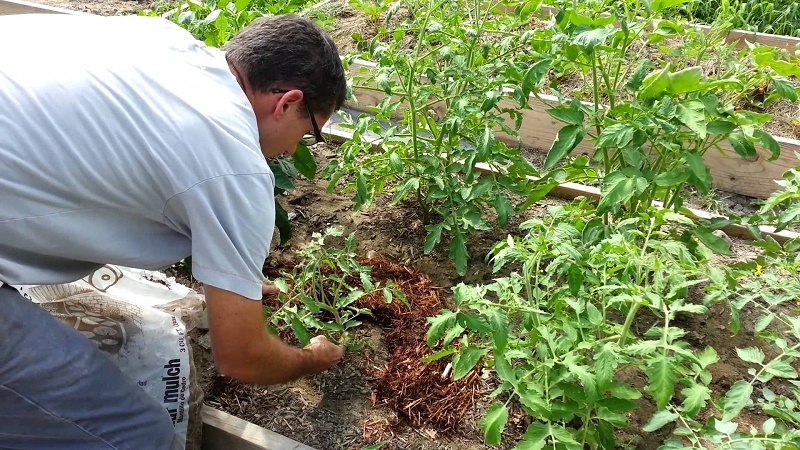 Ein auffälliger Vertreter einer neuen Cocktail-Art - Tomaten-Osterei: eine vollständige Überprüfung